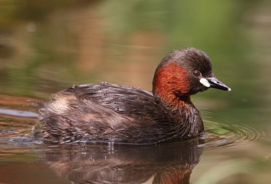 Little Grebe